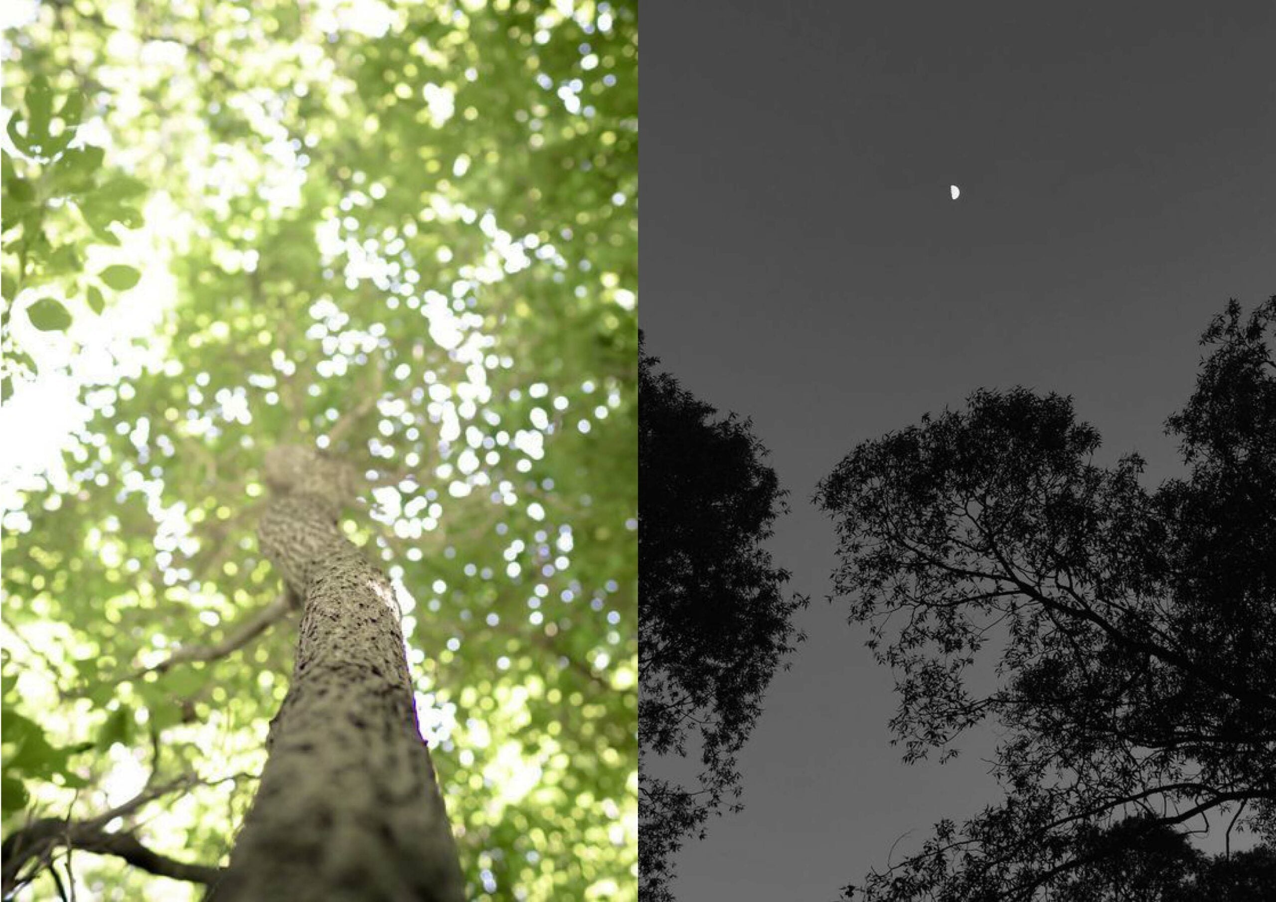 Crème de jour, crème de nuit, interchangeable ?