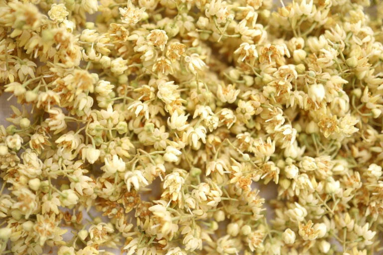 Les fleurs de tilleul, une mine de trésors pour la peau