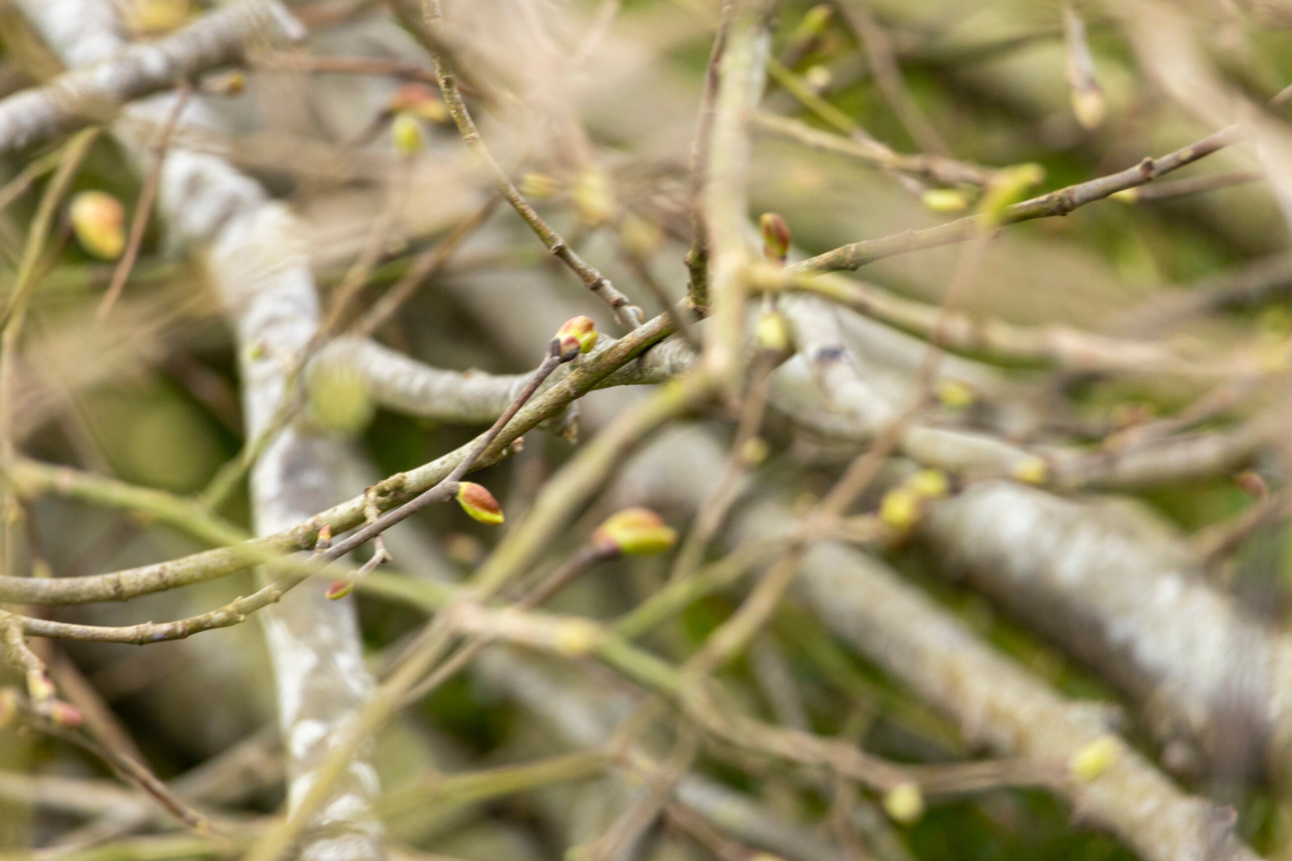 Les bourgeons de Tilleul, une mine d’or