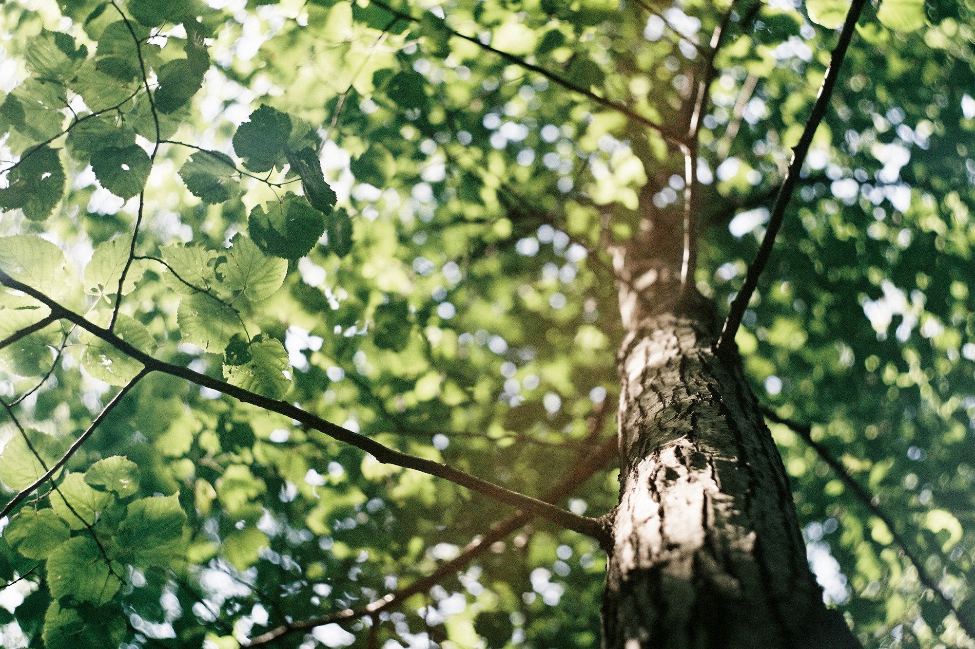 Quand un arbre, le Tilleul, est un anxiolytique naturel…