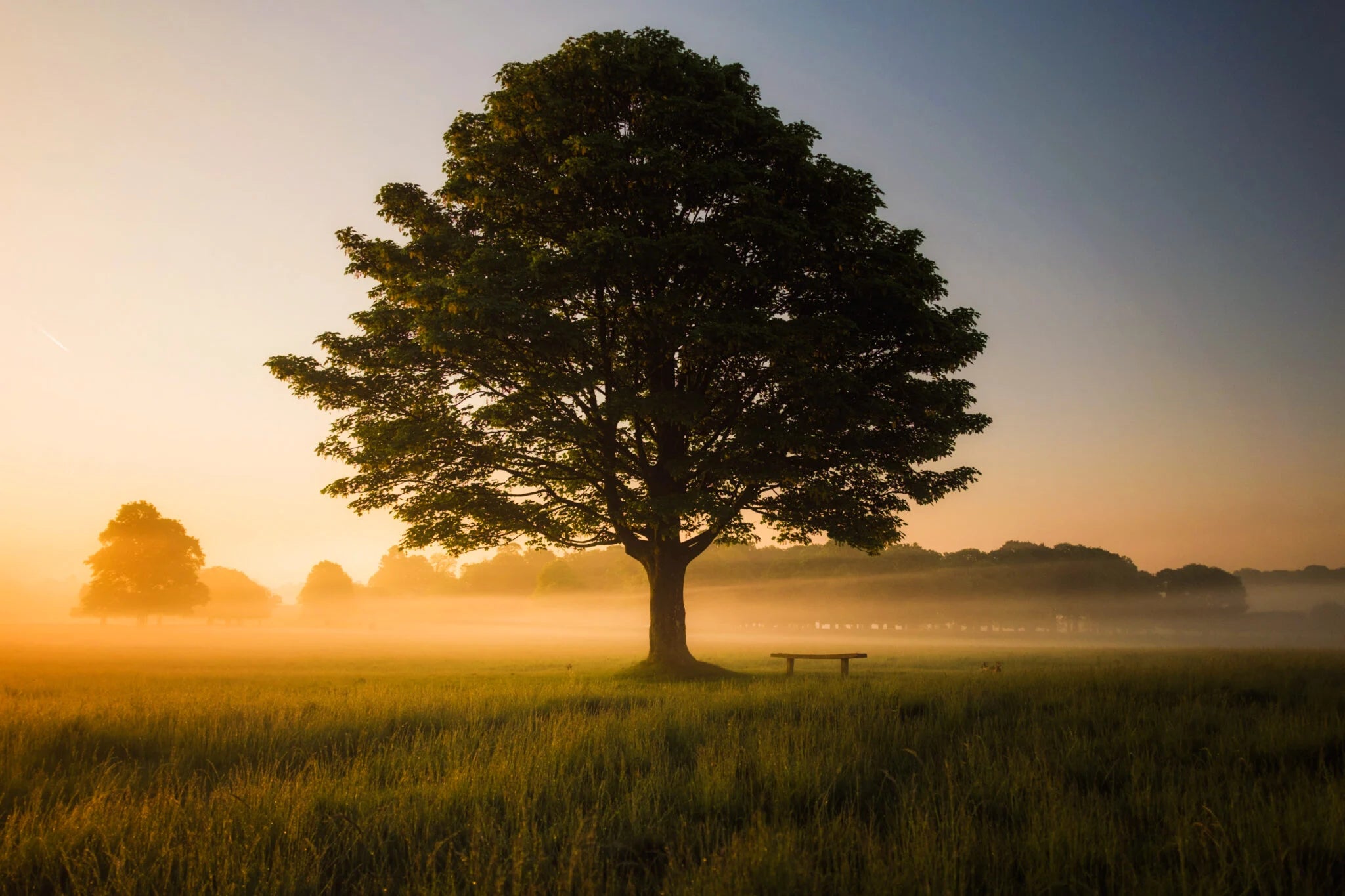 L’arbre de la joie, antidote naturel au stress