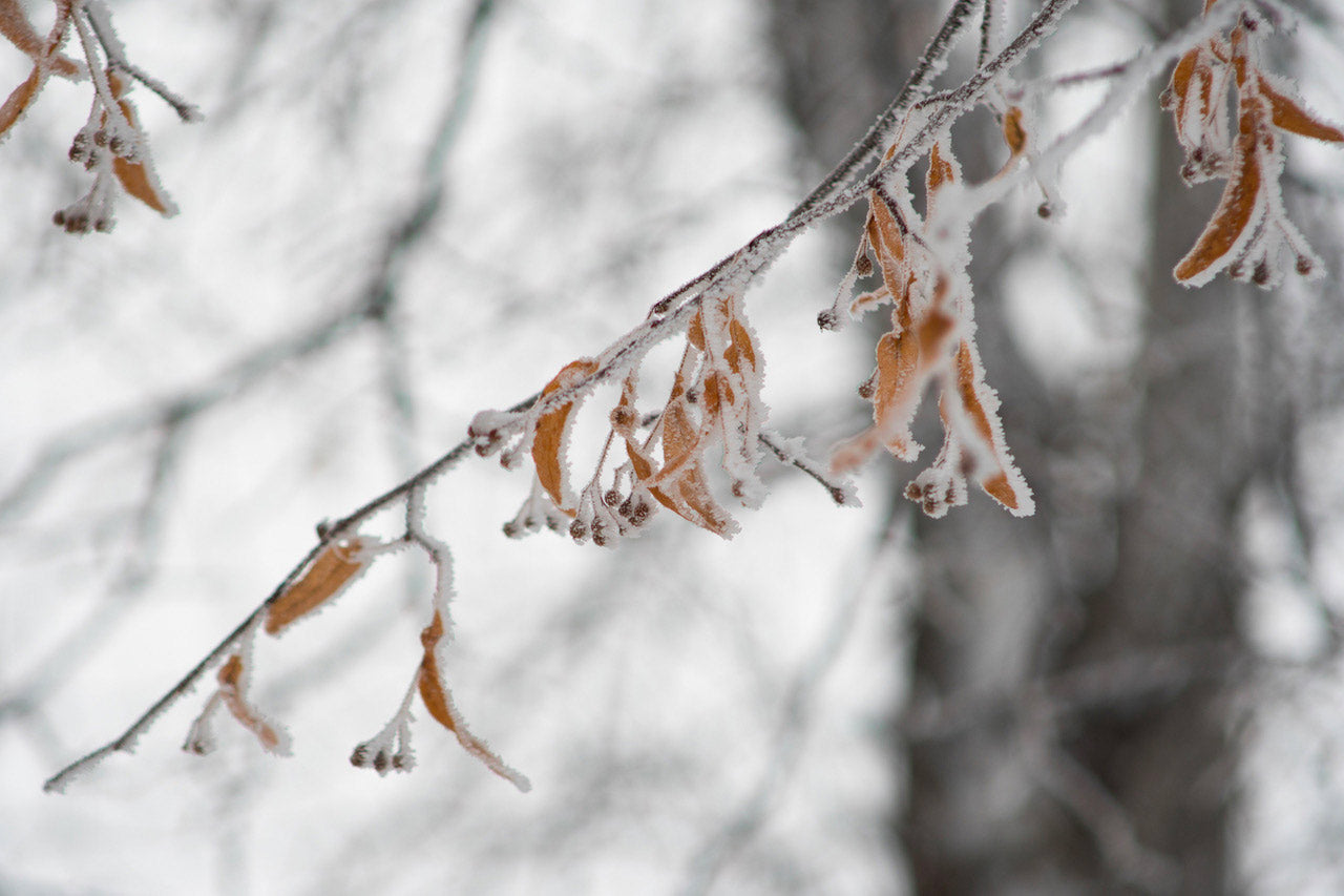 Comment traverser l’hiver ?